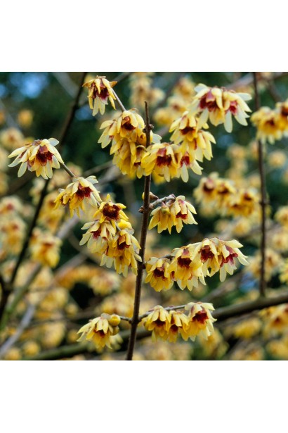 Зимовий жасмин